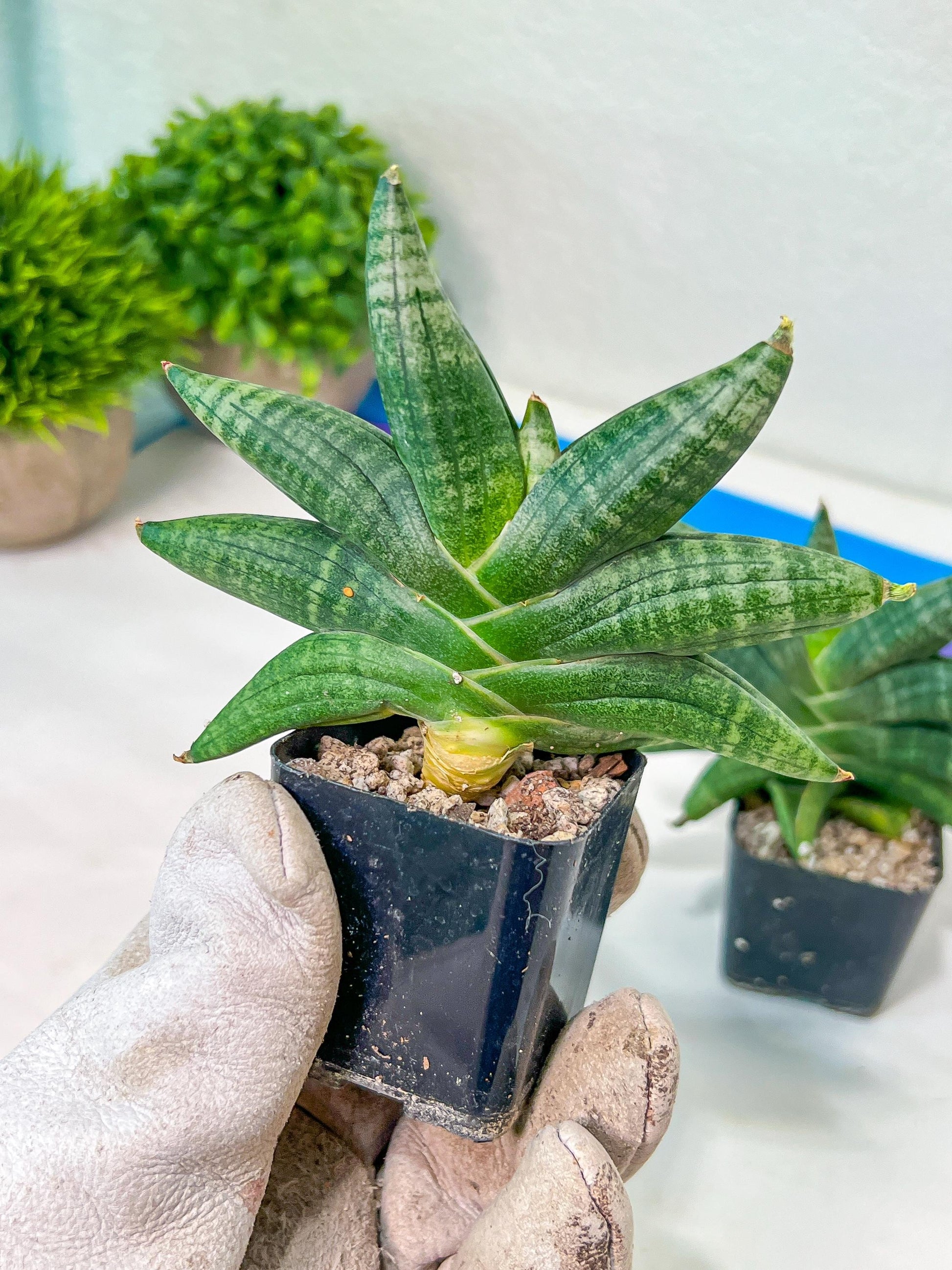 Sansevieria Black Zumo (#RA27) | New type of Imported Hybrids | 2" Pot