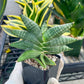 Sansevieria Black Zumo (#RA27) | New type of Imported Hybrids | 2" Pot