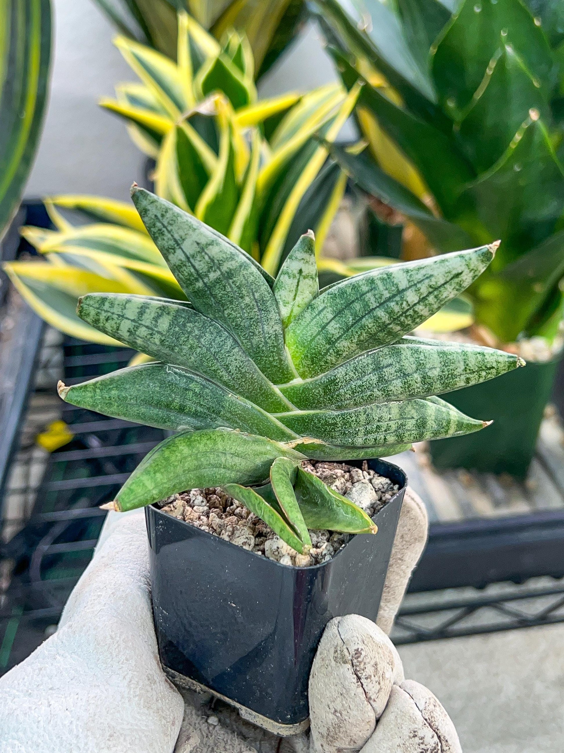 Sansevieria Black Zumo (#RA27) | New type of Imported Hybrids | 2" Pot