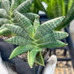 Sansevieria Black Zumo (#RA27) | New type of Imported Hybrids | 2" Pot