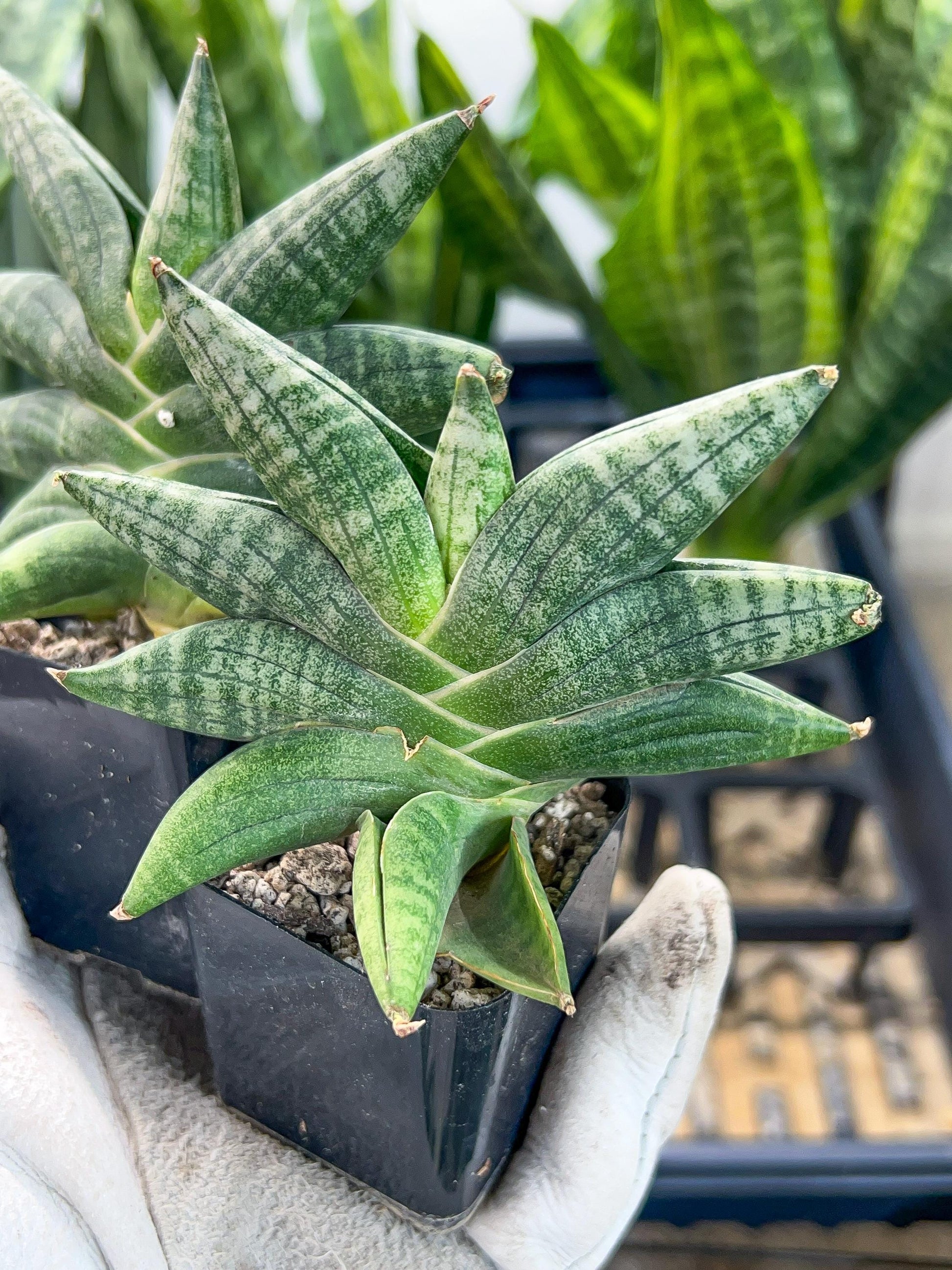 Sansevieria Black Zumo (#RA27) | New type of Imported Hybrids | 2" Pot