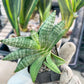 Sansevieria Black Zumo (#RA27) | New type of Imported Hybrids | 2" Pot