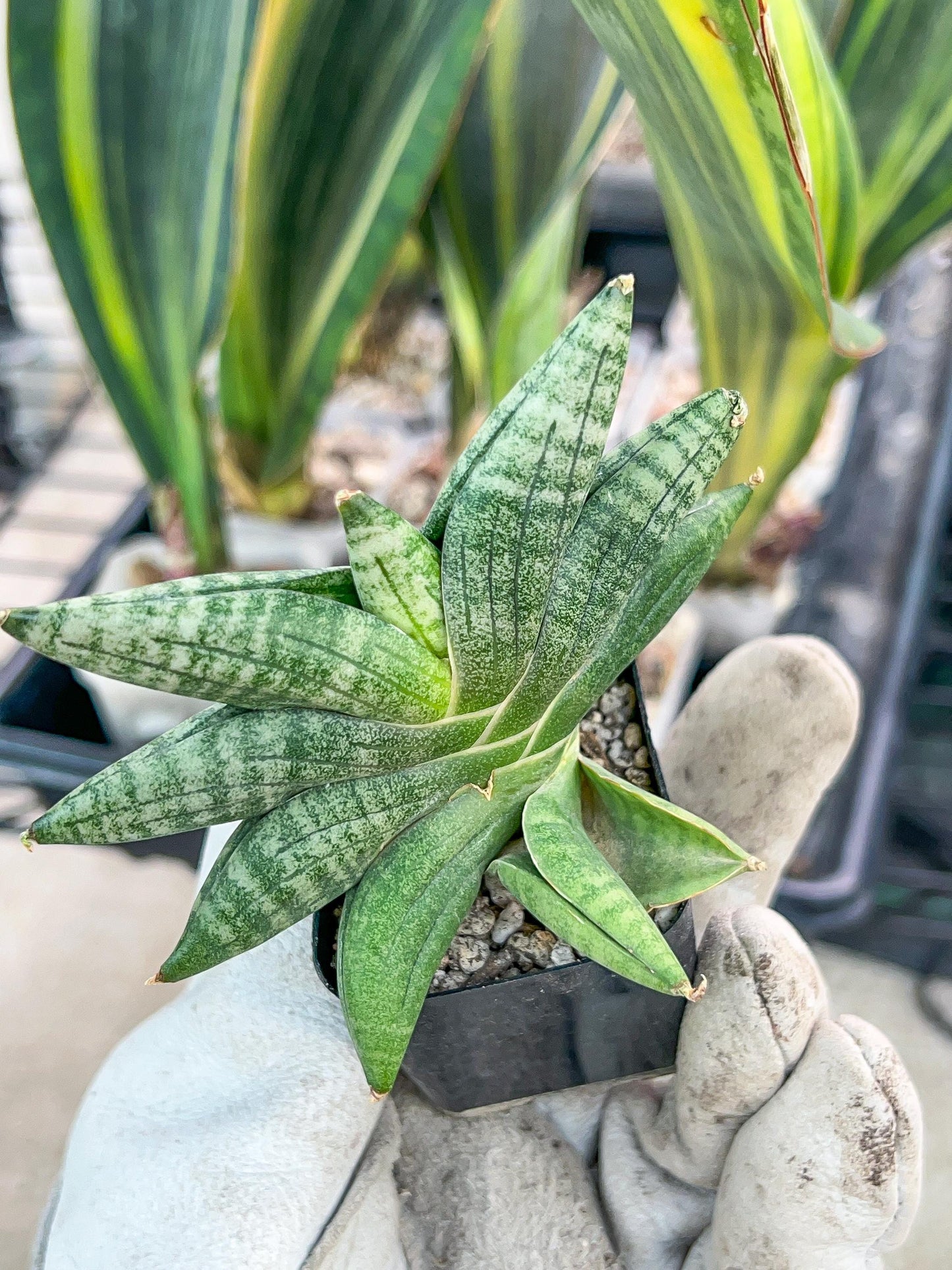 Sansevieria Black Zumo (#RA27) | New type of Imported Hybrids | 2" Pot