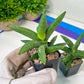 Sansevieria Virdi lisciu (#RA29) | New type of Imported Hybrids | 2" Pot