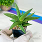 Sansevieria Virdi lisciu (#RA29) | New type of Imported Hybrids | 2" Pot