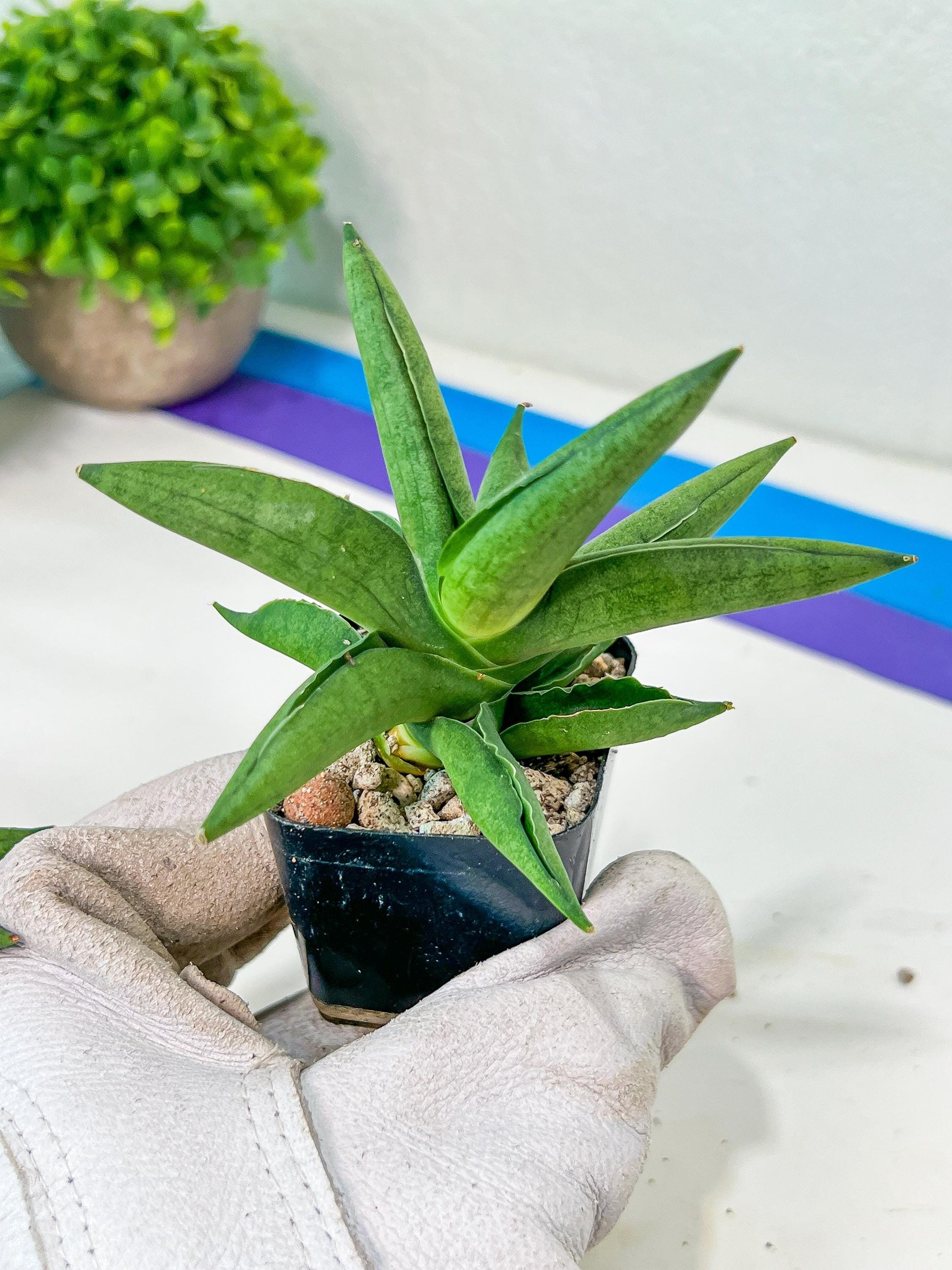 Sansevieria Virdi lisciu (#RA29) | New type of Imported Hybrids | 2" Pot