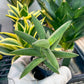 Sansevieria Virdi lisciu (#RA29) | New type of Imported Hybrids | 2" Pot