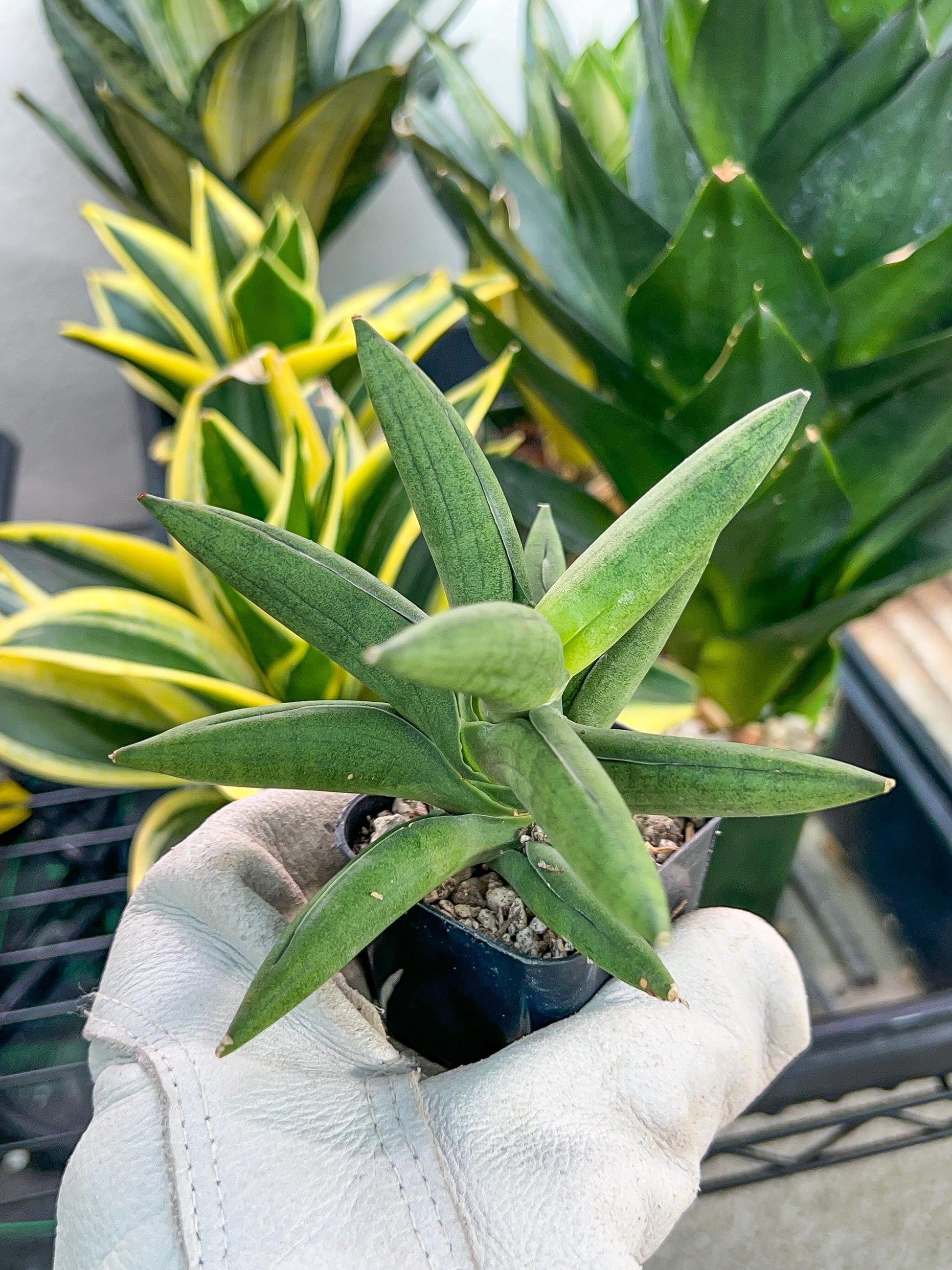 Sansevieria Virdi lisciu (#RA29) | New type of Imported Hybrids | 2" Pot