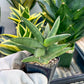 Sansevieria Virdi lisciu (#RA29) | New type of Imported Hybrids | 2" Pot