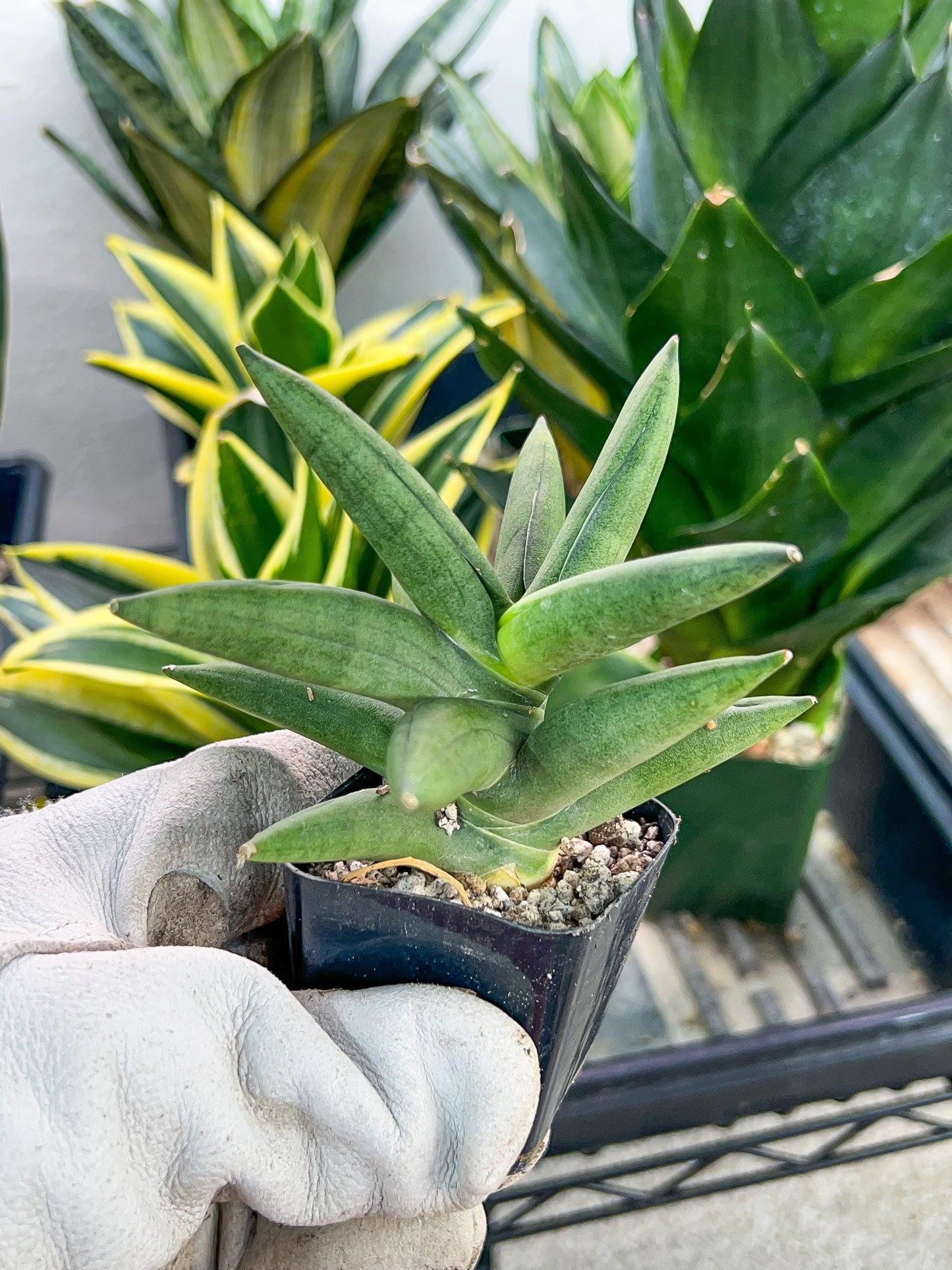 Sansevieria Virdi lisciu (#RA29) | New type of Imported Hybrids | 2" Pot