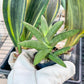 Sansevieria Virdi lisciu (#RA29) | New type of Imported Hybrids | 2" Pot