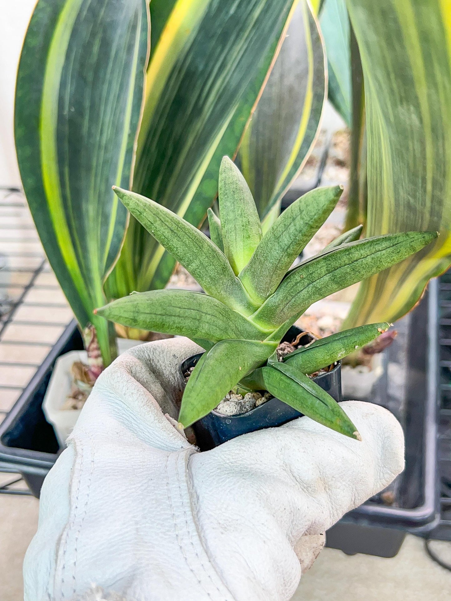 Sansevieria Virdi lisciu (#RA29) | New type of Imported Hybrids | 2" Pot