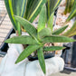 Sansevieria Virdi lisciu (#RA29) | New type of Imported Hybrids | 2" Pot