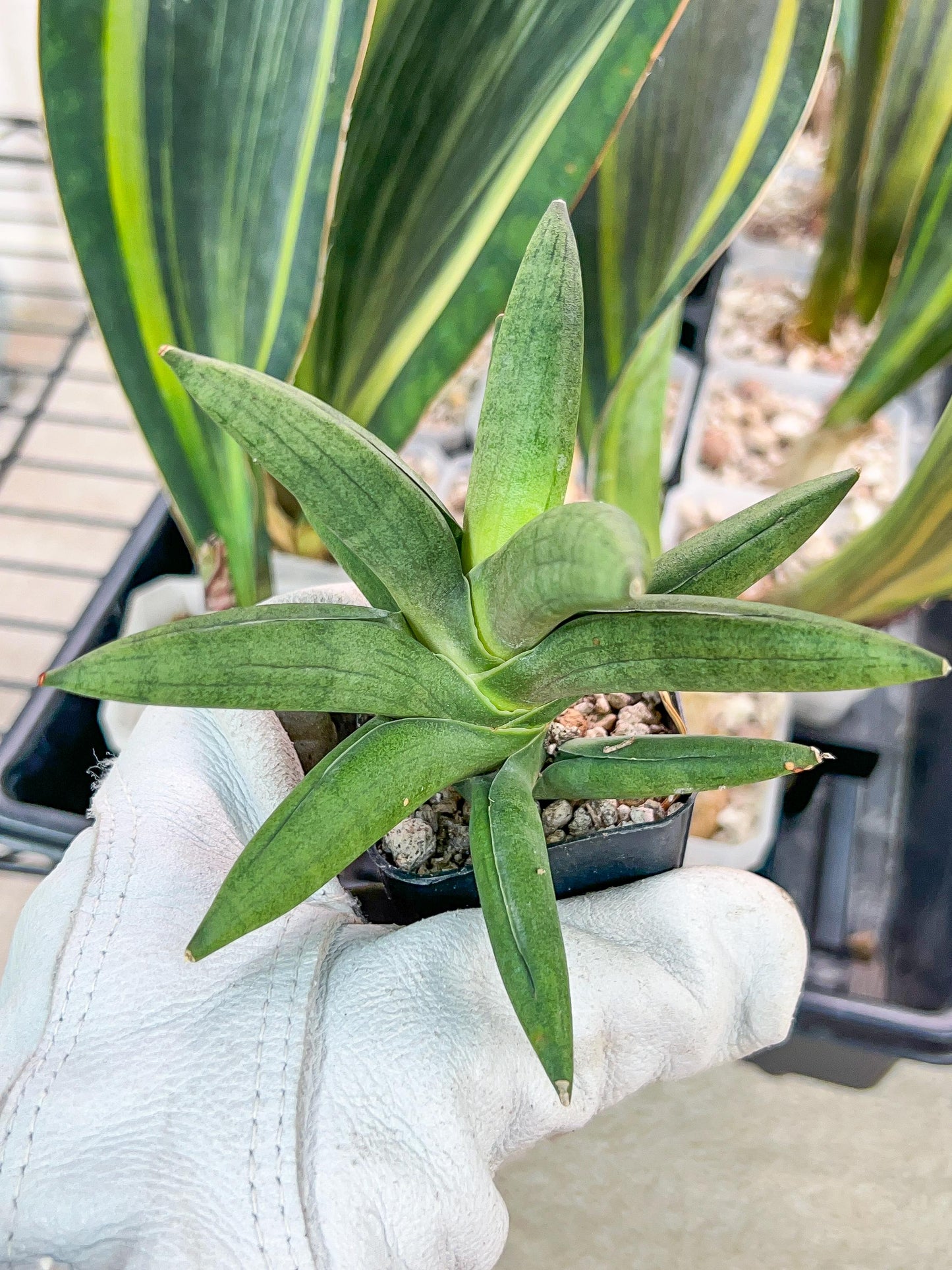 Sansevieria Virdi lisciu (#RA29) | New type of Imported Hybrids | 2" Pot