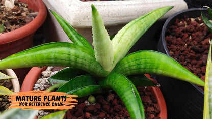 Sansevieria Lemon (#AC48) | New type of Imported Hybrids