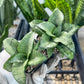 Sansevieria Silver Marga PUPS (#RA31) | Imported Snake Plants | 2" Pot