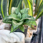 Sansevieria Silver Marga PUPS (#RA31) | Imported Snake Plants | 2" Pot