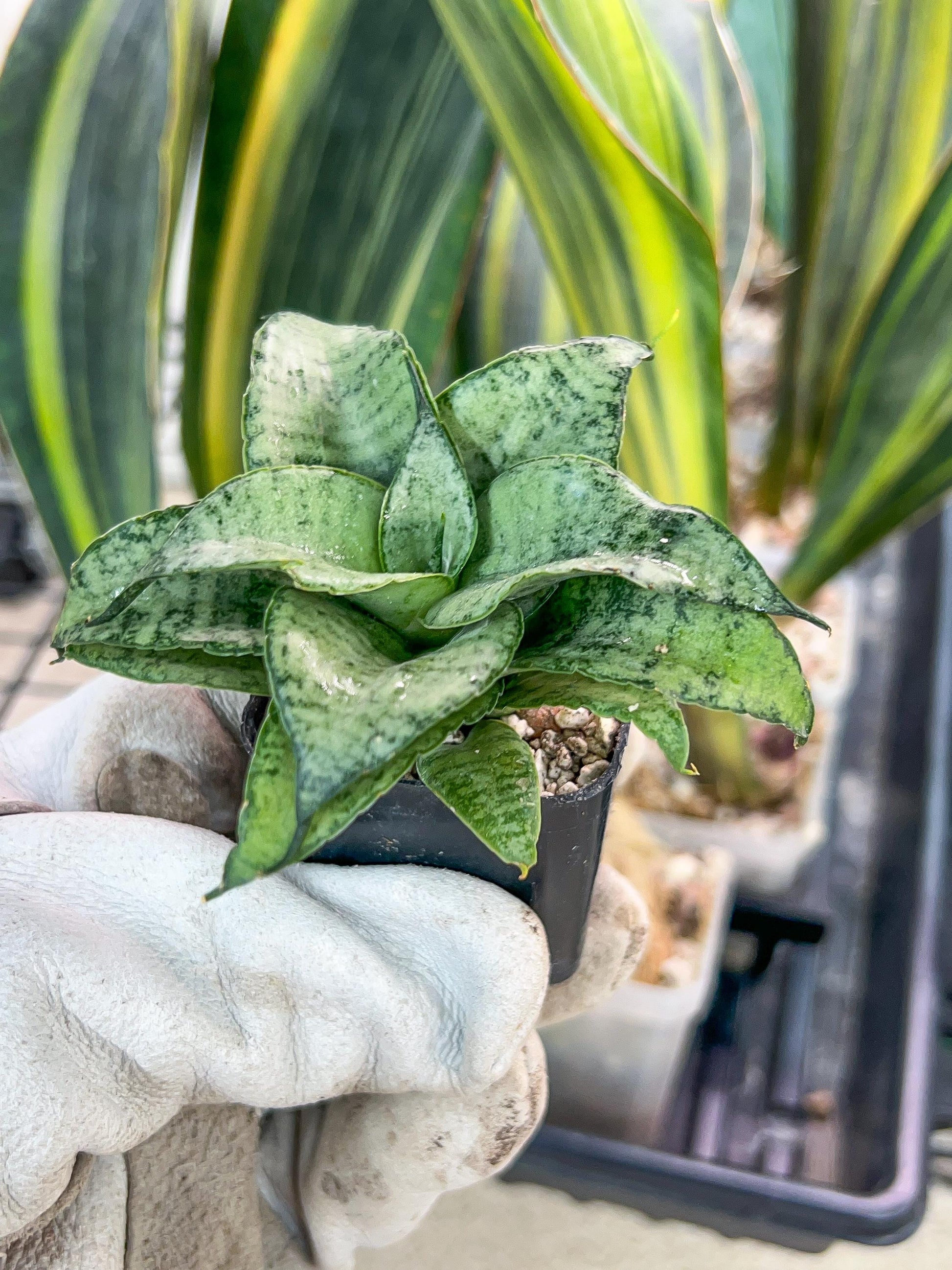 Sansevieria Silver Marga PUPS (#RA31) | Imported Snake Plants | 2" Pot