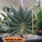 Sansevieria Black Zumo (#RA27) | New type of Imported Hybrids | 2" Pot