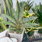 Sansevieria Pink Hand (#AC54) | Imported | Limited Amount | 2.5" pot
