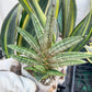 Sansevieria Pink Hand (#AC54) | Imported | Limited Amount | 2.5" pot