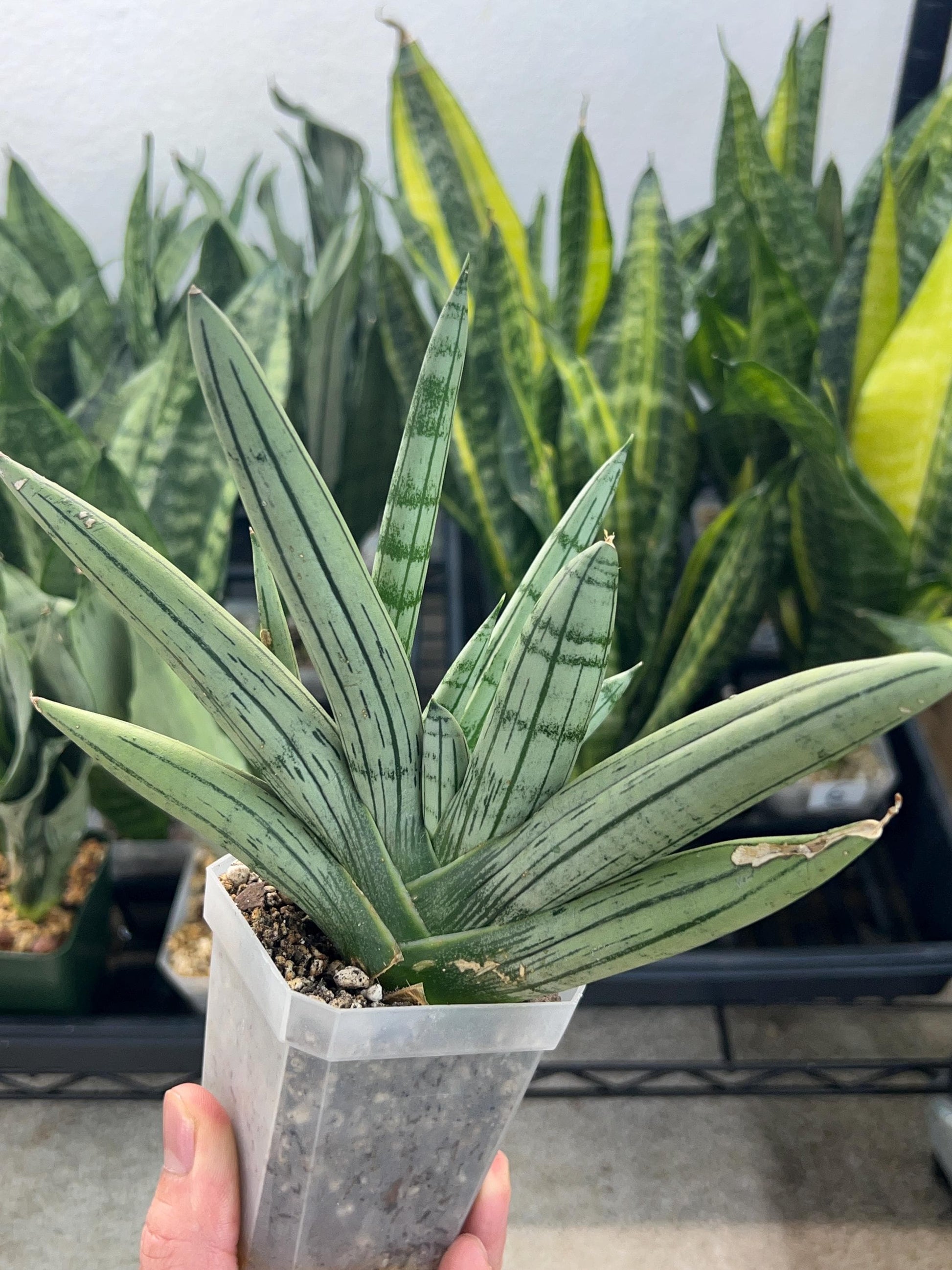 Sansevieria Silver Giant (#M44) | Indoor Plants | Snake Plant