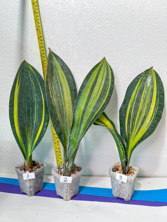 Sansevieria Masoniana Variegated | Rare House Plants