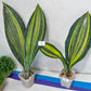 Sansevieria Masoniana Variegated | Imported Plants | Choose Your Own