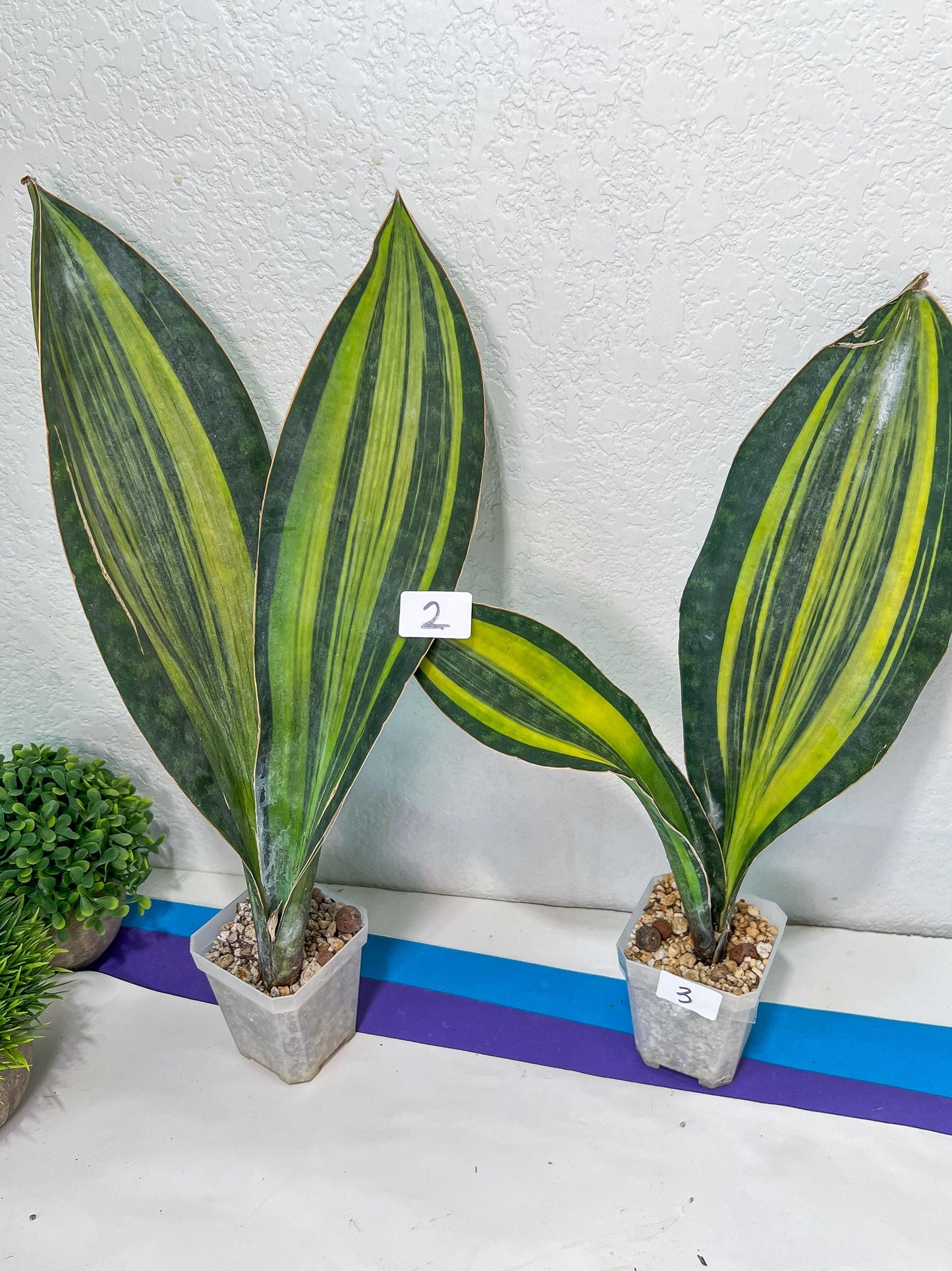 Sansevieria Masoniana Variegated | Imported Plants | Choose Your Own