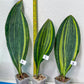 Sansevieria Masoniana Variegated | Imported Plants | Choose Your Own