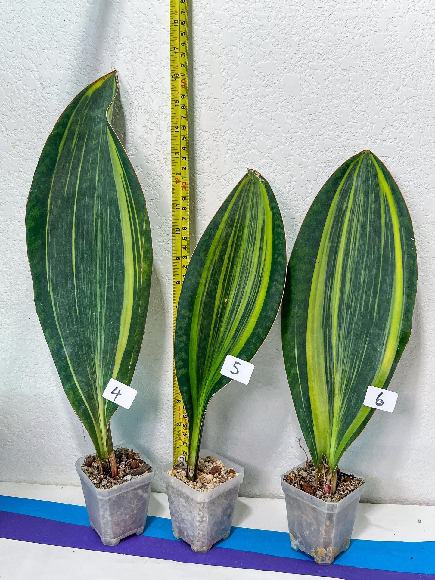 Sansevieria Masoniana Variegated | Imported Plants | Choose Your Own