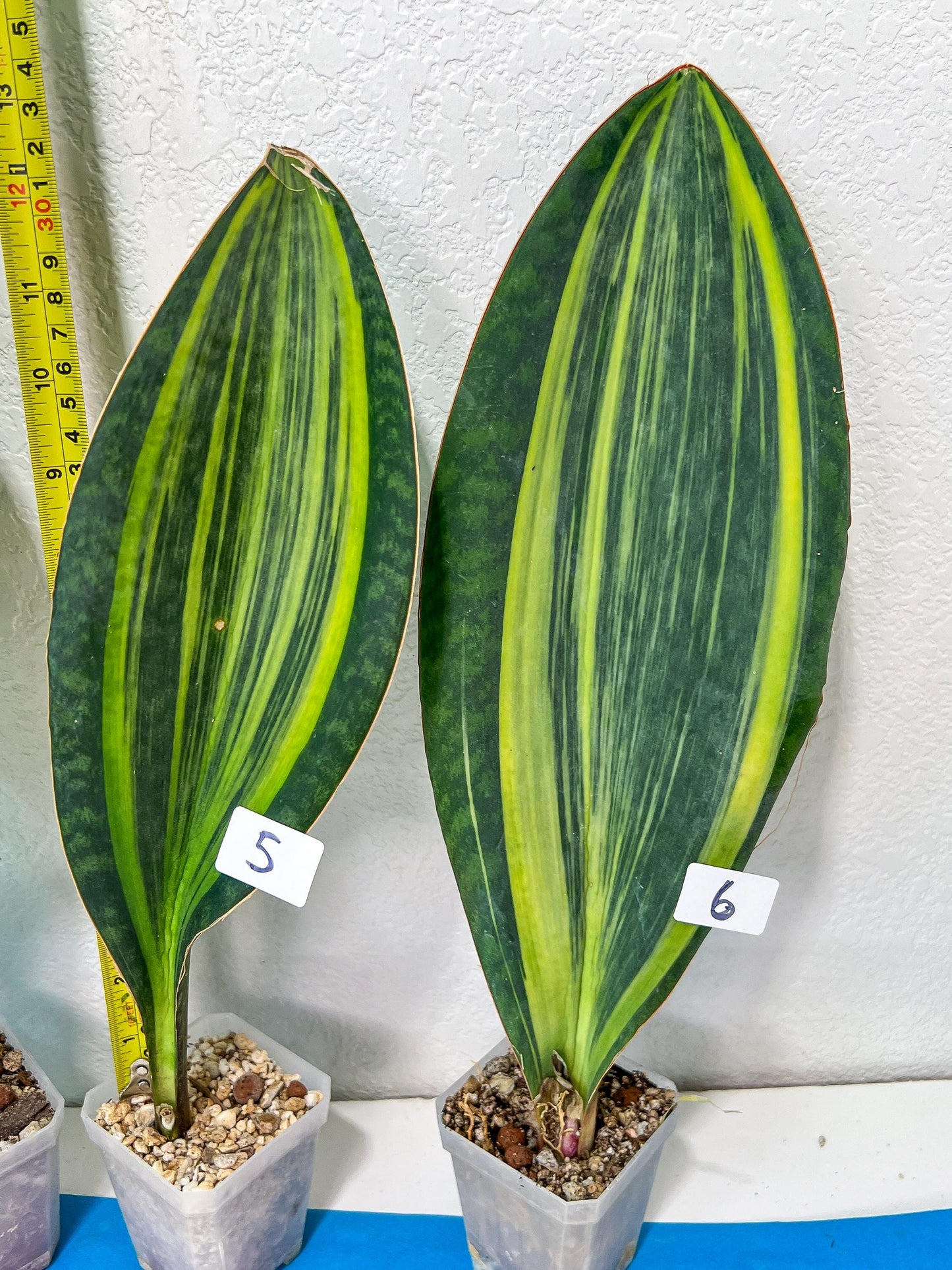 Sansevieria Masoniana Variegated | Imported Plants | Choose Your Own