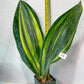 Sansevieria Masoniana Variegated XXL | Choose Your Own | Imported Snake Plant