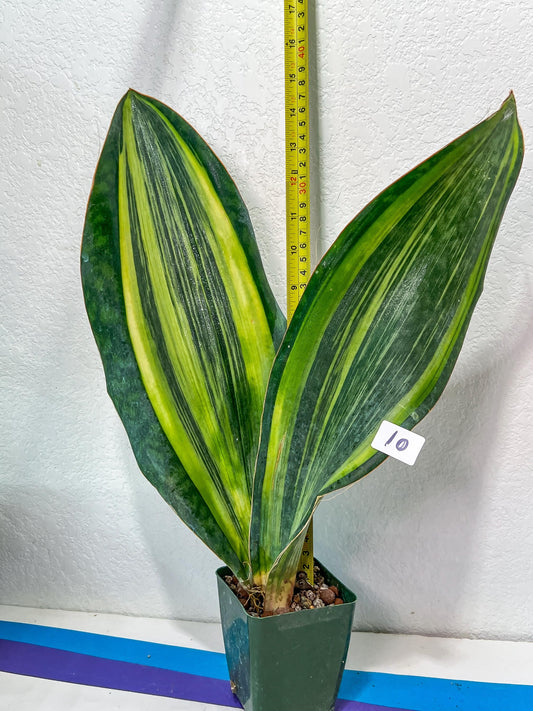 Sansevieria Masoniana Variegated XXL | Choose Your Own | Imported Snake Plant