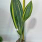 Sansevieria Masoniana Variegated XXL | Choose Your Own | Imported Snake Plant