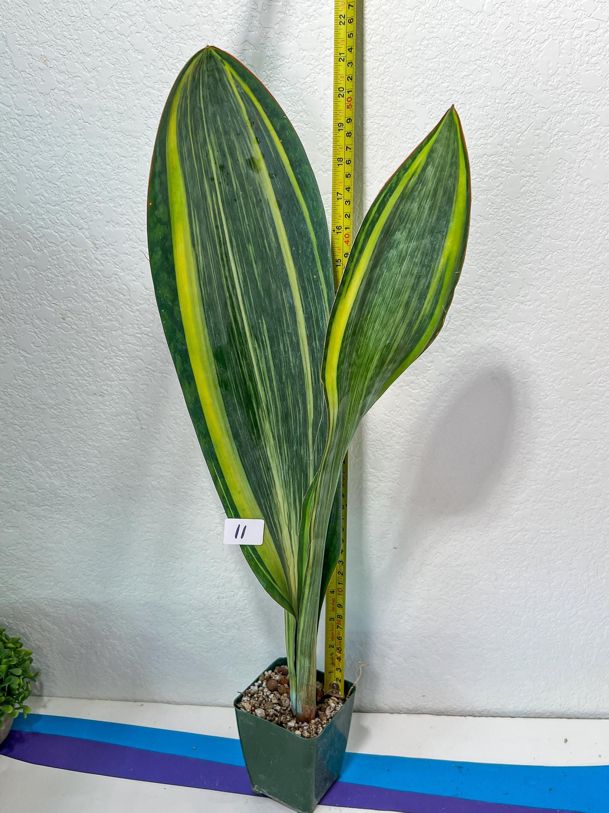 Sansevieria Masoniana Variegated XXL | Choose Your Own | Imported Snake Plant