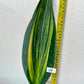 Sansevieria Masoniana Variegated XXL | Choose Your Own | Imported Snake Plant