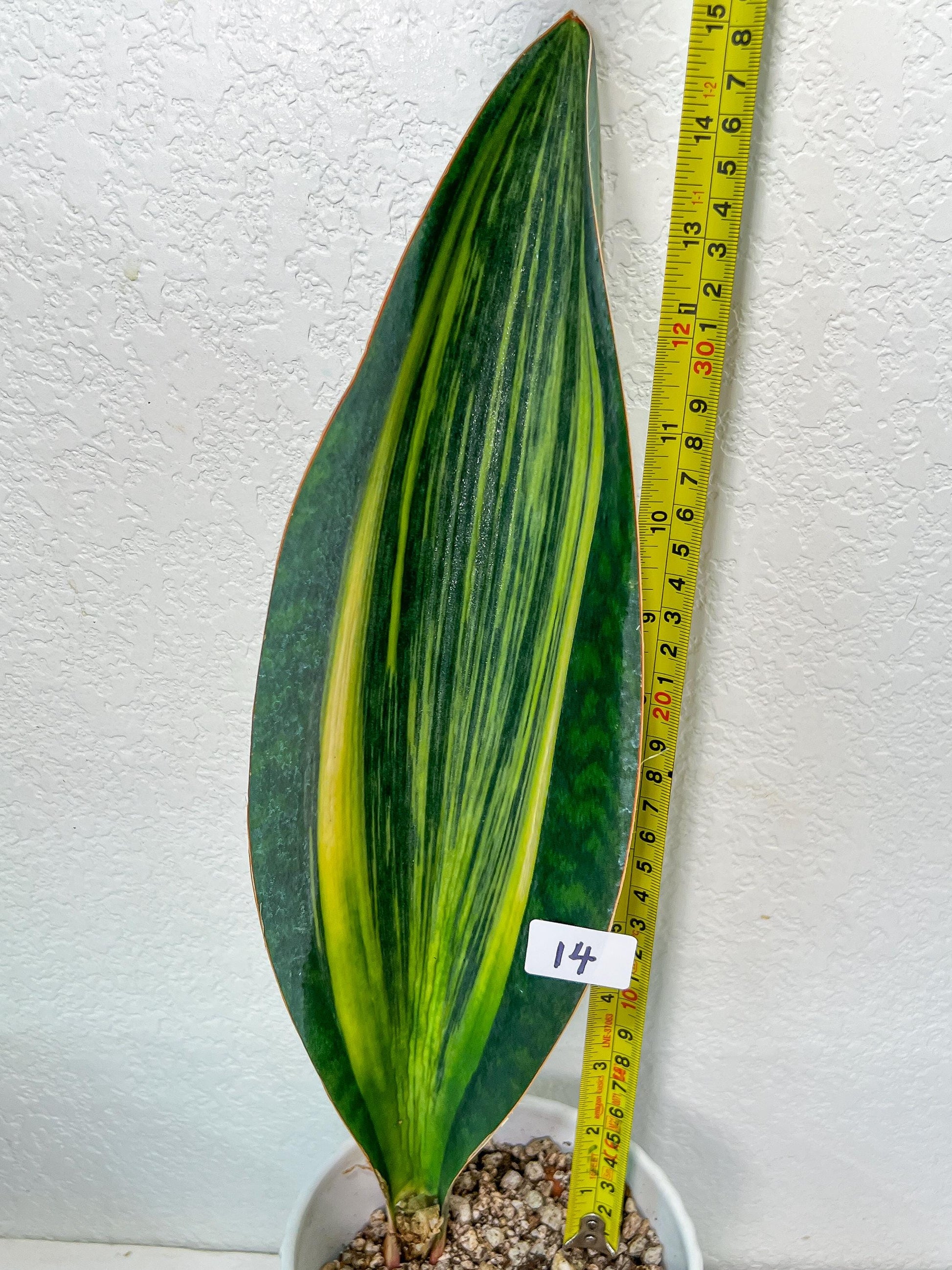 Sansevieria Masoniana Variegated XXL | Choose Your Own | Imported Snake Plant