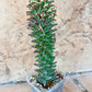 Monadenium Guentheri | Cactaceae | Succulent Cactus