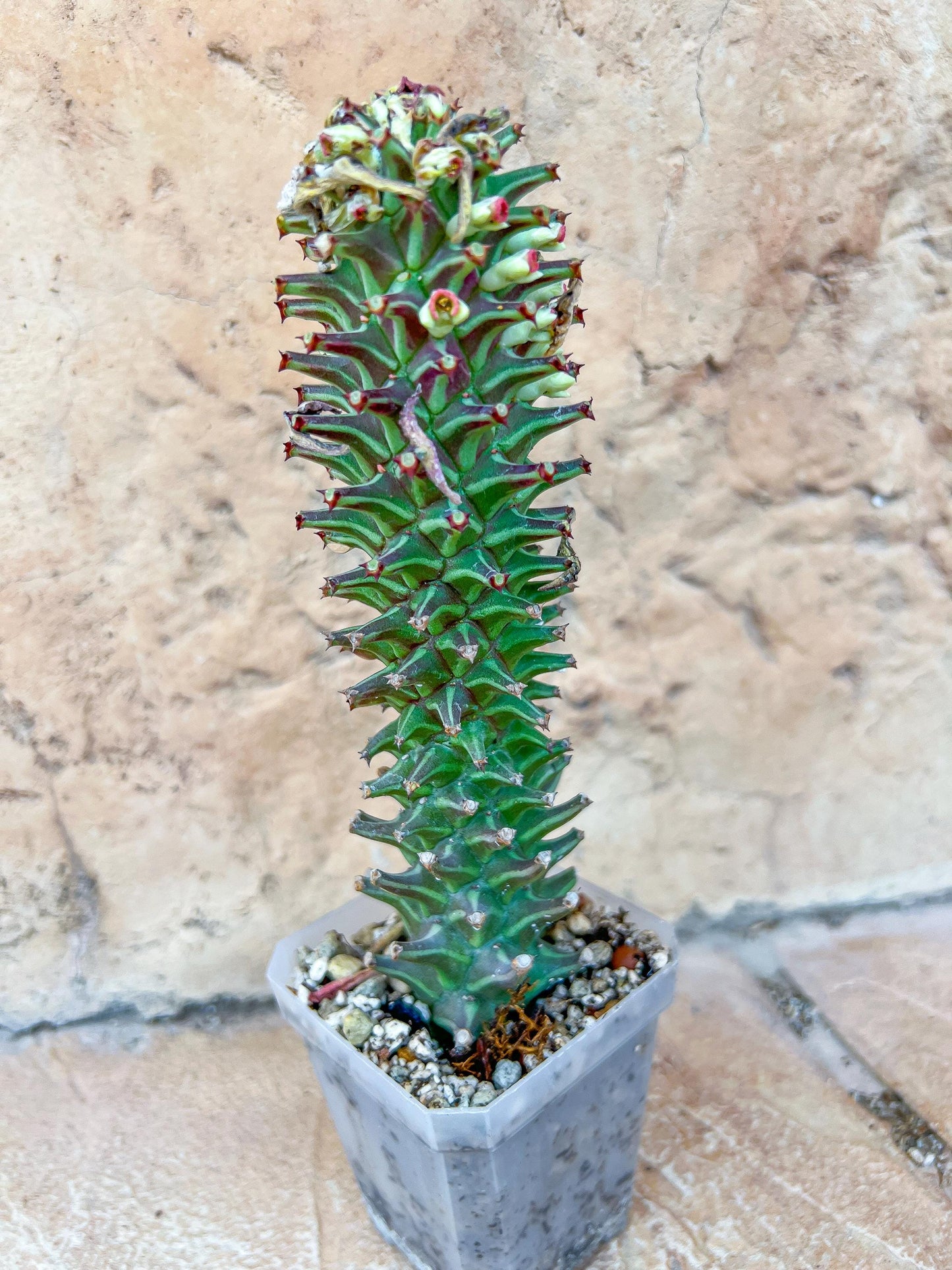 Monadenium Guentheri | Cactaceae | Succulent Cactus