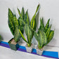 Sansevieria Futra Americano Gold | Very Rare Imported | Great For Indoor