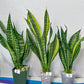 Sansevieria Futra Americano Gold | Very Rare Imported | Great For Indoor