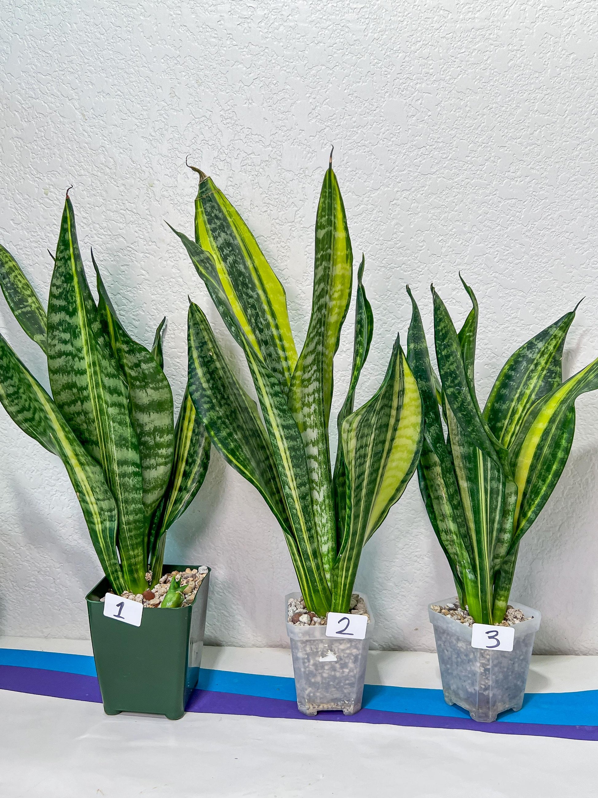 Sansevieria Futra Americano Gold | Very Rare Imported | Great For Indoor