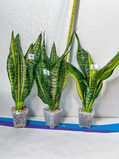 Sansevieria Futra Americano Gold | Very Rare Imported | Great For Indoor