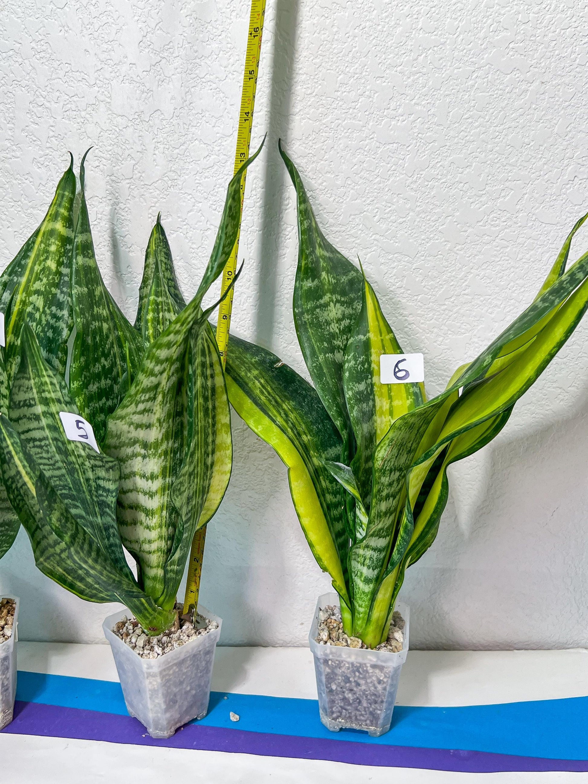 Sansevieria Futra Americano Gold | Very Rare Imported | Great For Indoor