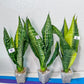 Sansevieria Futra Americano Gold | Very Rare Imported | Great For Indoor