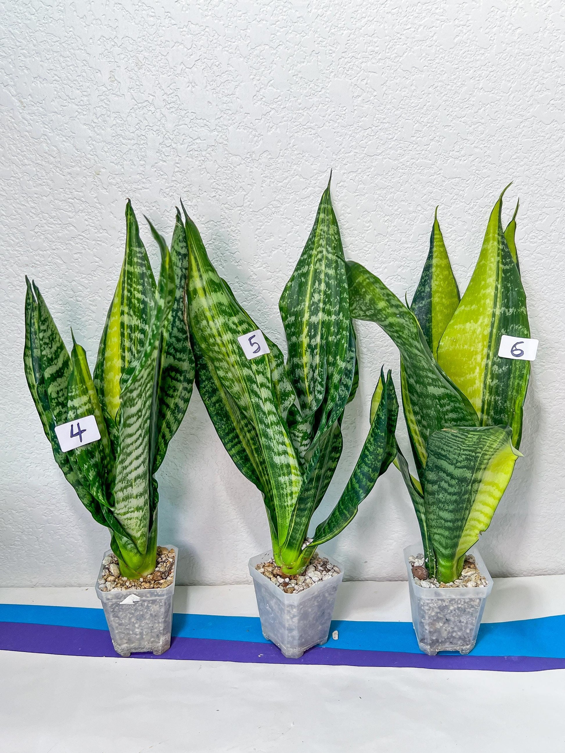 Sansevieria Futra Americano Gold | Very Rare Imported | Great For Indoor