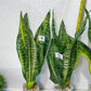 Sansevieria Futra Americano Gold | Very Rare Imported | Great For Indoor