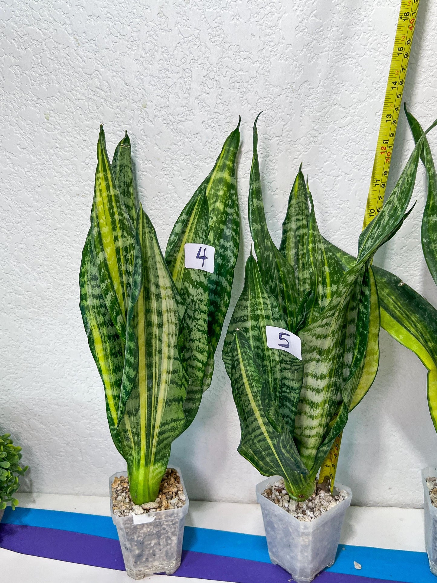 Sansevieria Futra Americano Gold | Very Rare Imported | Great For Indoor