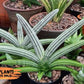 Sansevieria Akuola Ocha (#RA2) | New Imported Plants | 2" Pot